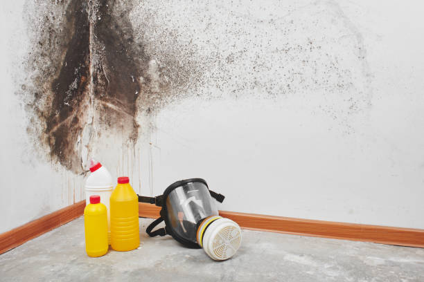 Mold Odor Removal Services in Martinsburg, WV